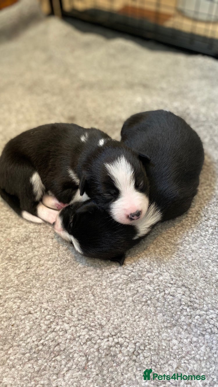 Mixed Breed dogs for sale: Border Collie Cross Pups ready for forever homes in Cairndow - Advert 32