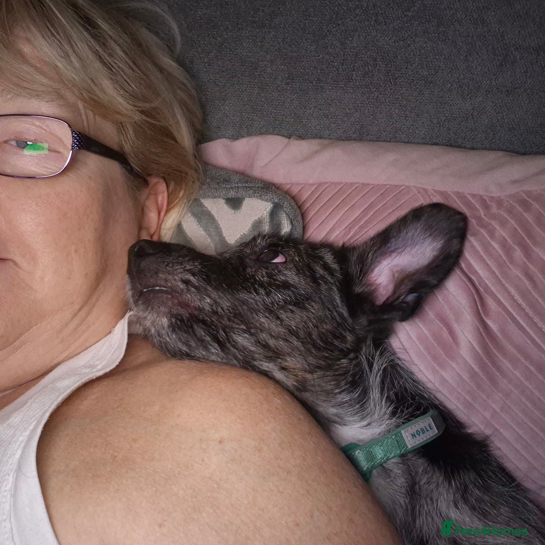 Mixed Breed dogs for sale: Chihuahua cross 5mths old - Advert 8