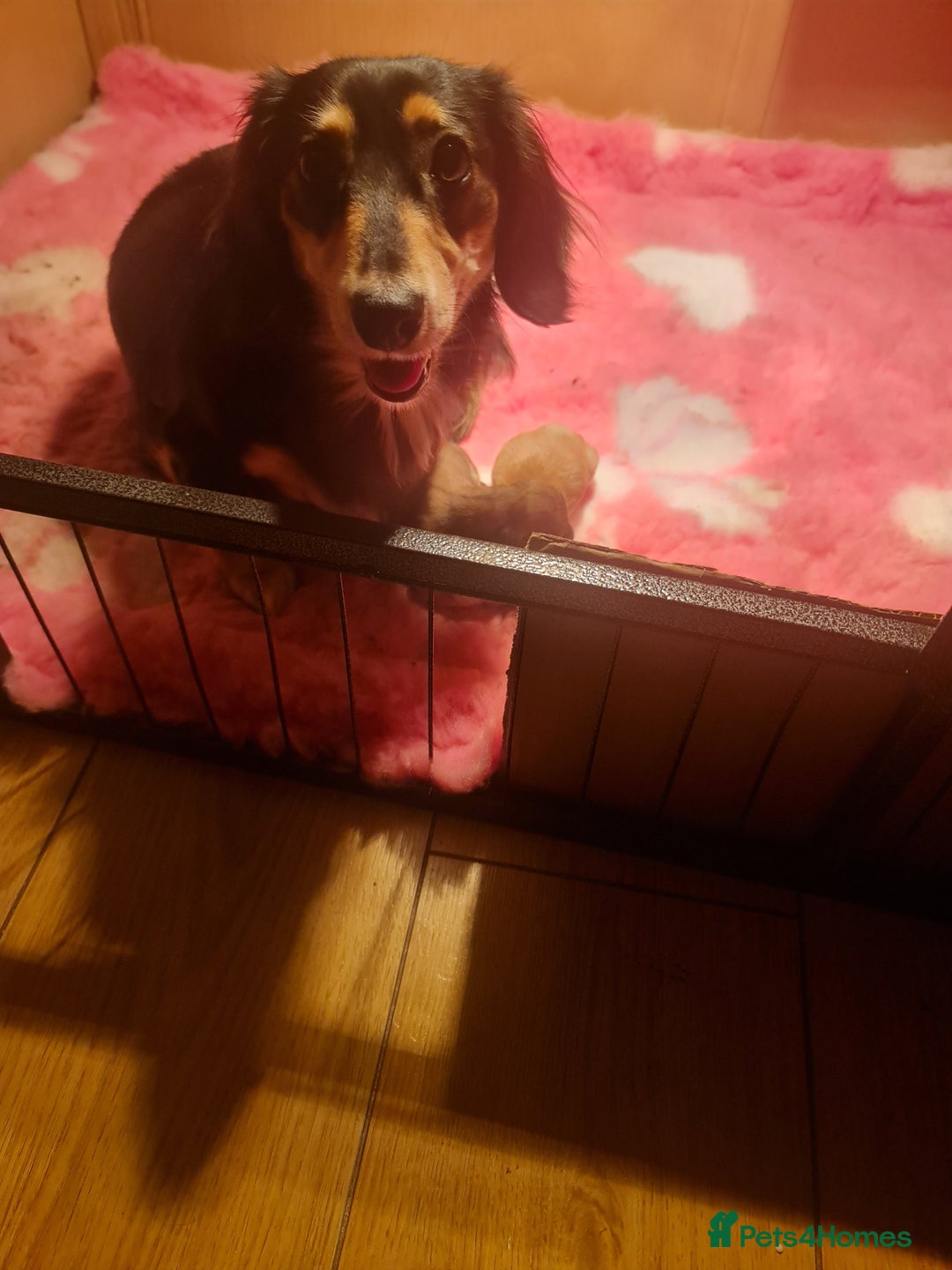 Miniature Dachshund dogs for sale: Miniature log haired - Advert 9