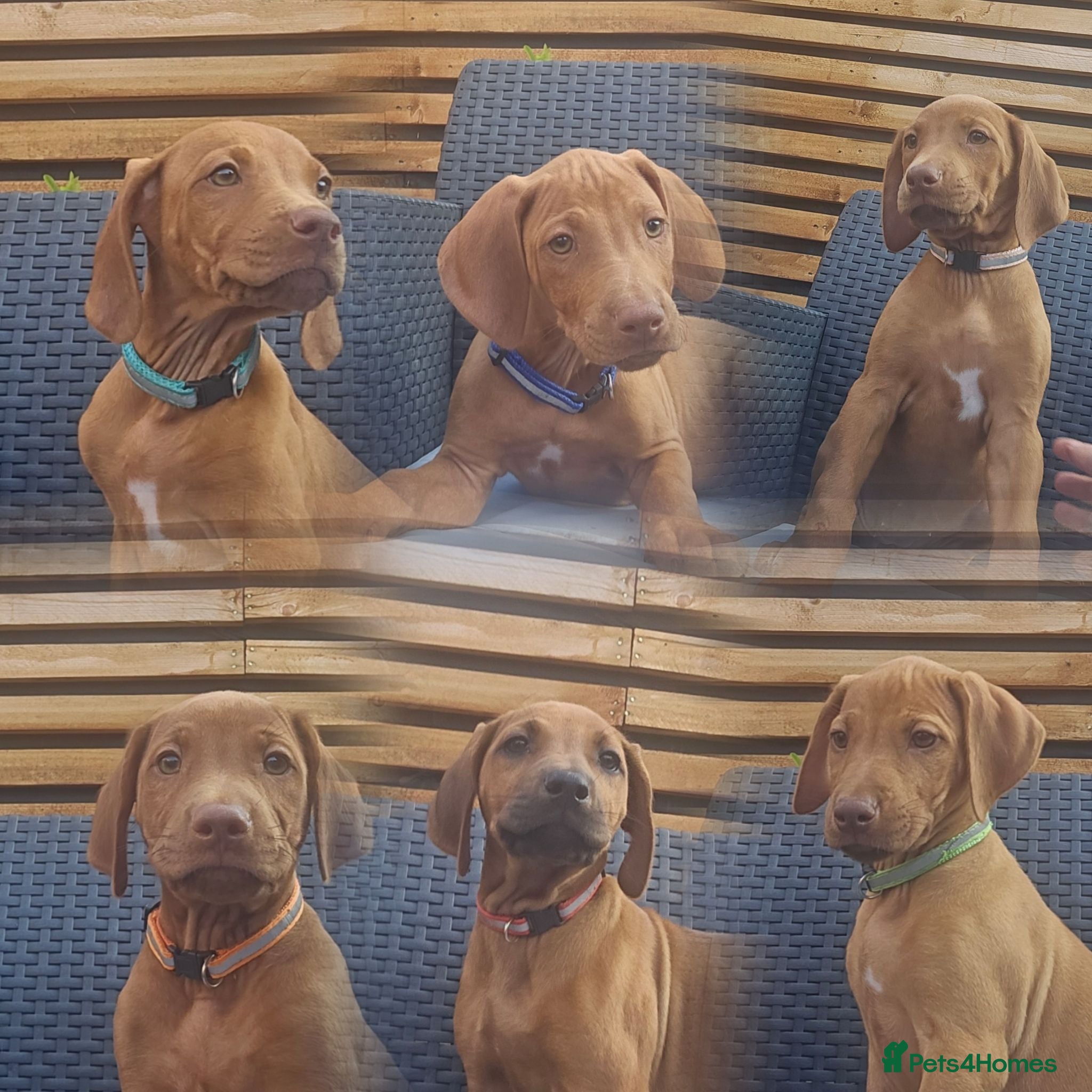 Rhodesian Ridgeback dogs Beautiful Rhodesian Ridgeback Puppies  - Advert 1