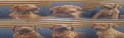 Rhodesian Ridgeback dogs for sale: Beautiful Rhodesian Ridgeback Puppies  - Advert 1