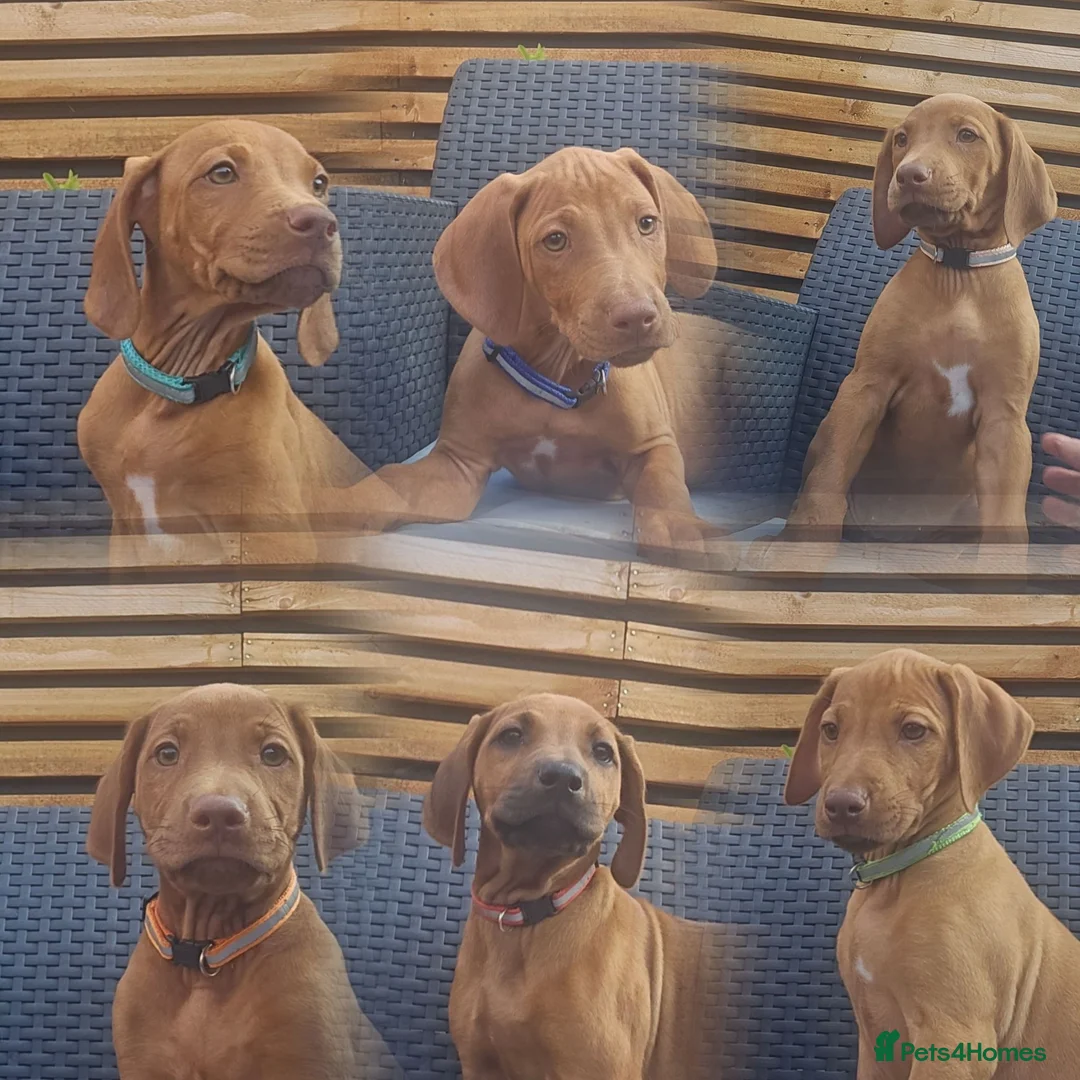 Rhodesian Ridgeback dogs for sale: Beautiful Rhodesian Ridgeback Puppies  - Advert 1