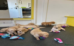 Golden Retriever dogs for sale: Golden retriever puppies for sale  - Image 14