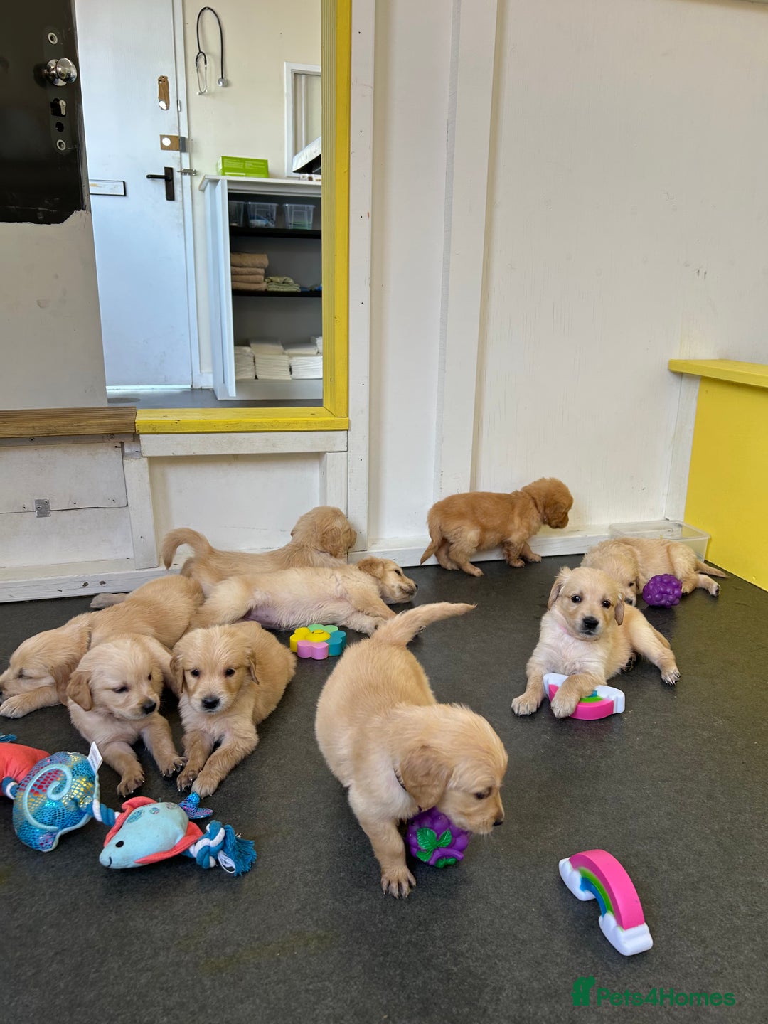 Golden Retriever dogs for sale: Golden retriever puppies for sale  - Image 14