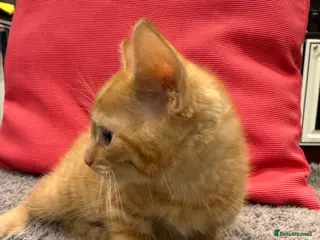 Mixed Breed cats Kittens 11 weeks - Advert 12