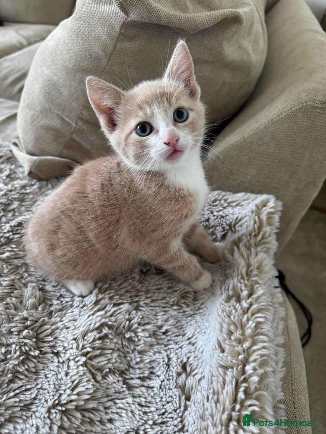 Mixed Breed cats for sale: 3 kittens for sale - Image 3