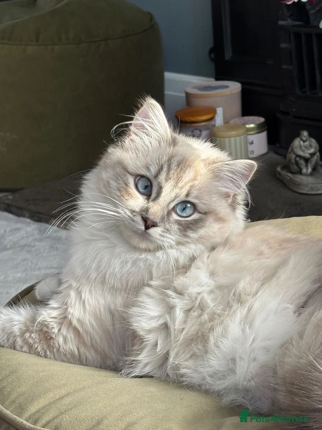 Ragdoll cats for sale: Much loved 11 month old female Ragdoll - Advert 1