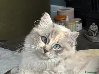 Ragdoll cats Much loved 11 month old female Ragdoll - Advert 1