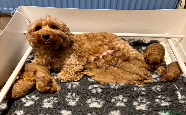 Cockapoo dogs - Advert 1
