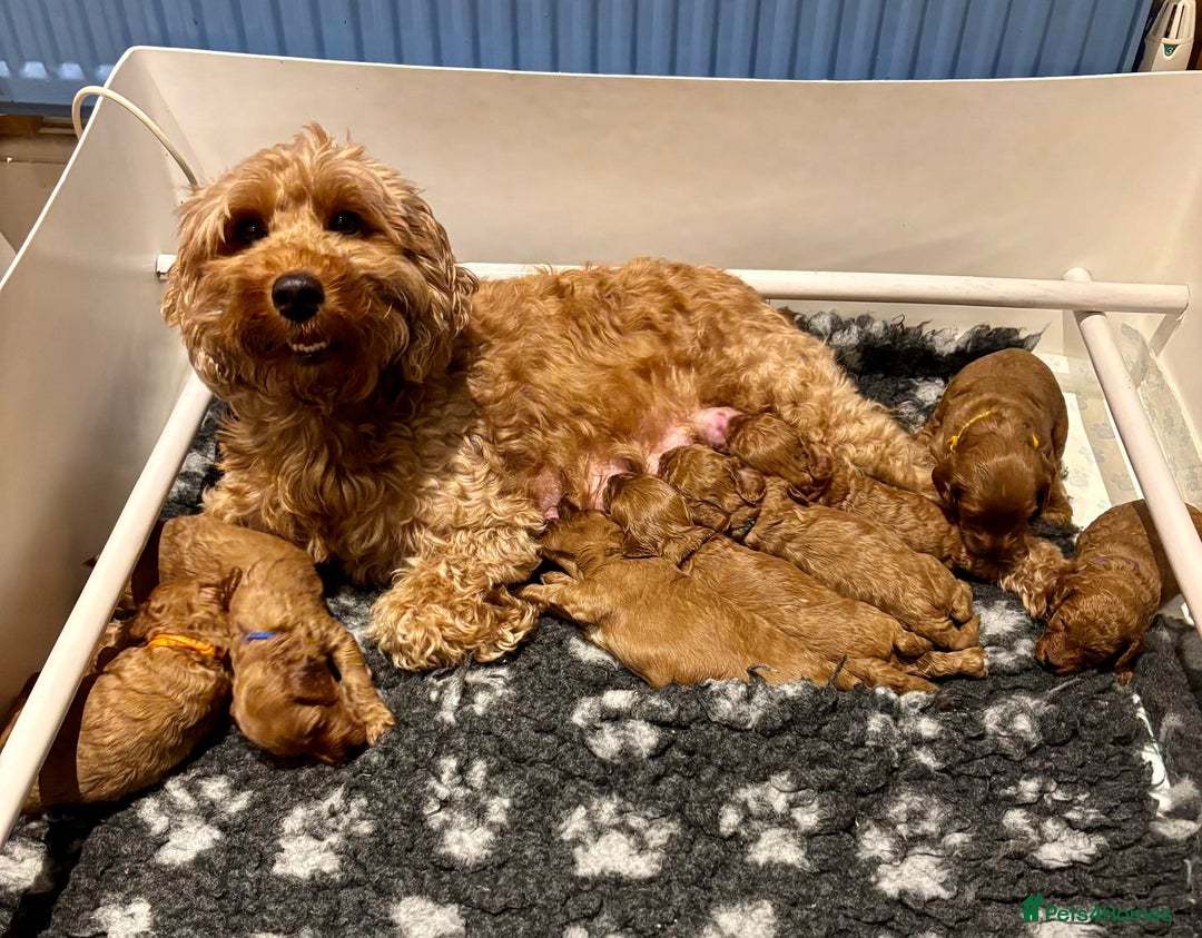 Cockapoo dogs for sale: Stunning Fox Red F1B Cockapoos Outstanding Quality - Image 1