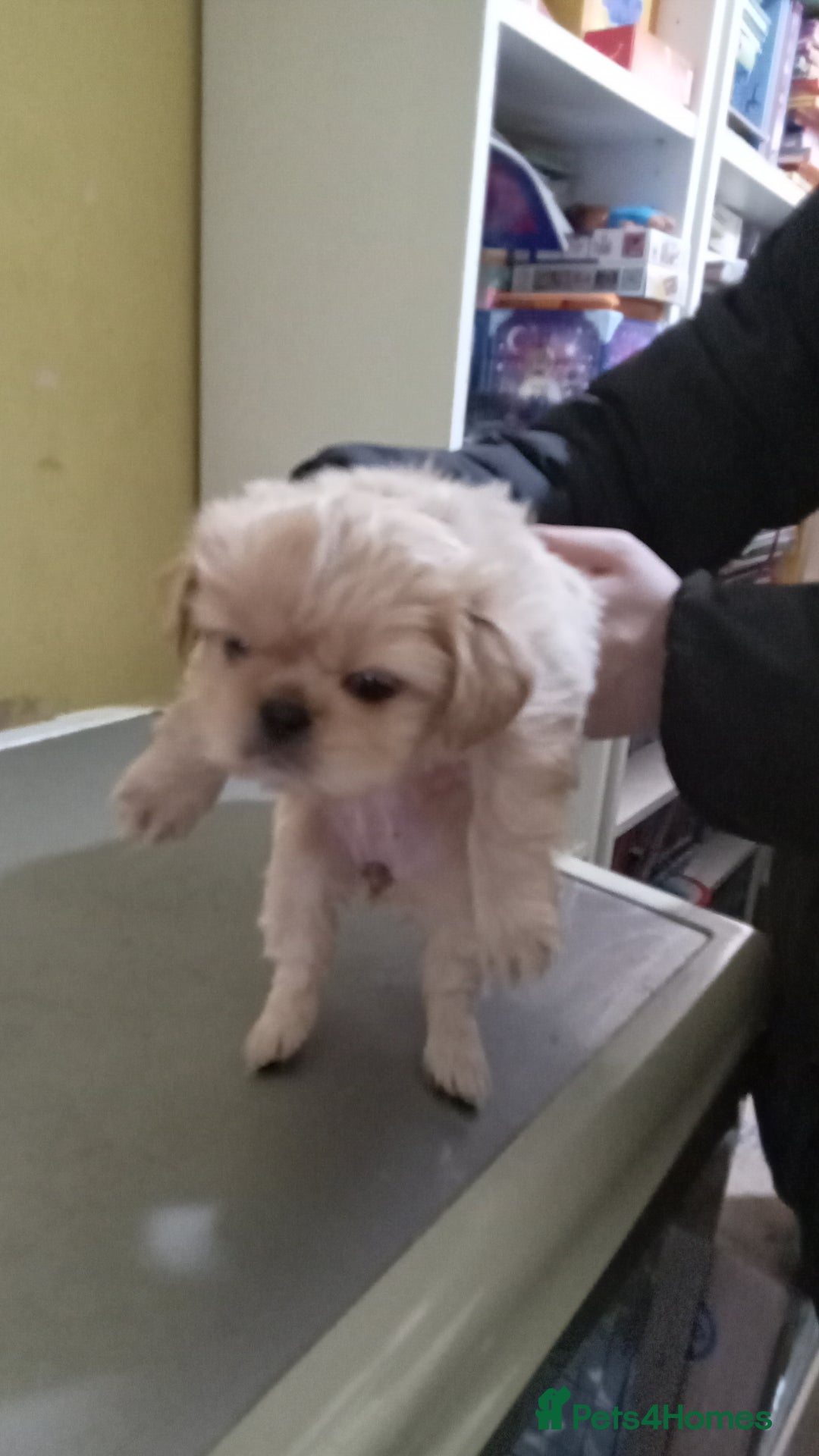 Shih Tzu dogs for sale: Shih Tzu puppies for sale - Advert 4