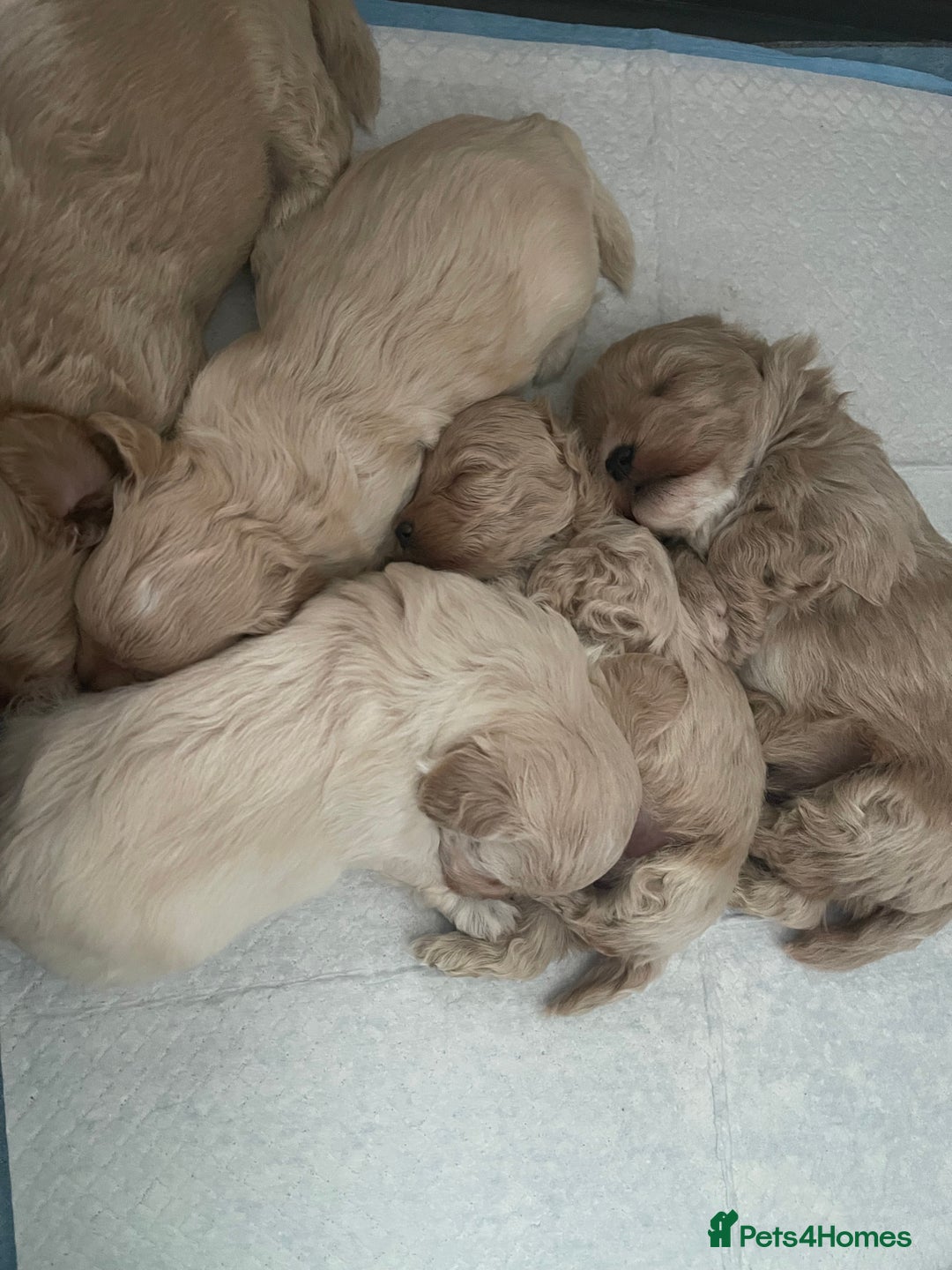 Maltipoo dogs for sale: ❤️XS TOY MALTIPOOS❤️ - Image 10