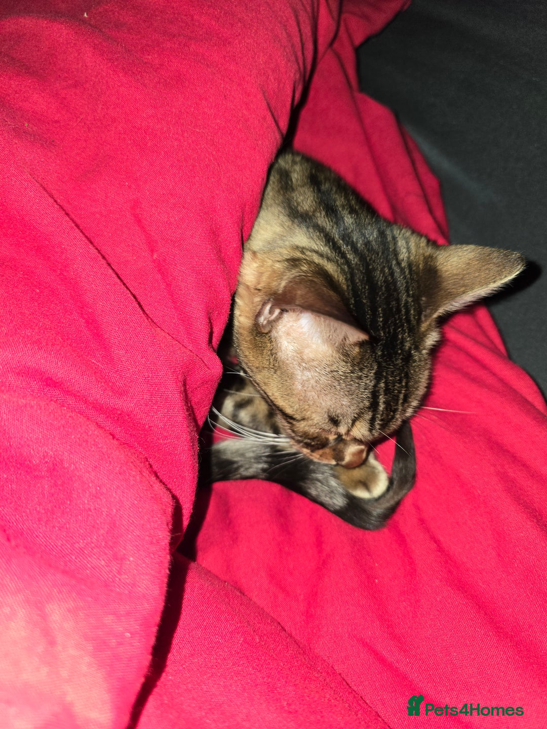 Bengal cats for sale: Bengal female (open to offers) - Advert 4