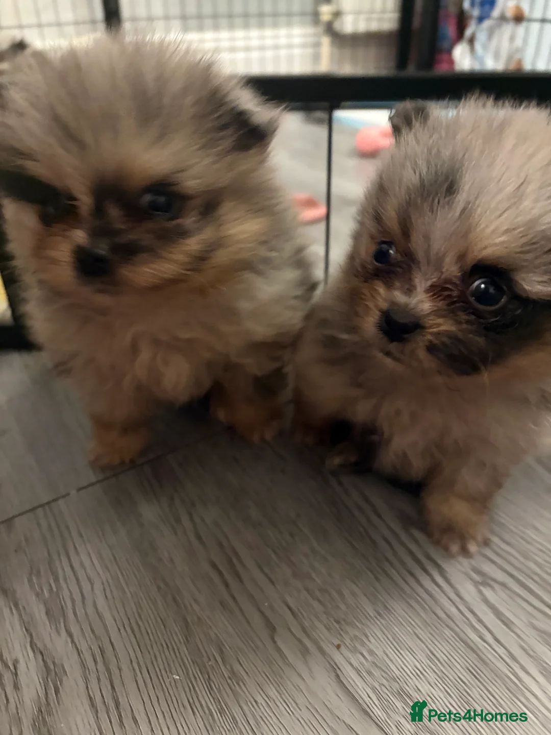 Pomeranian dogs for sale: Pomeranian puppies in Canvey Island - Advert 2