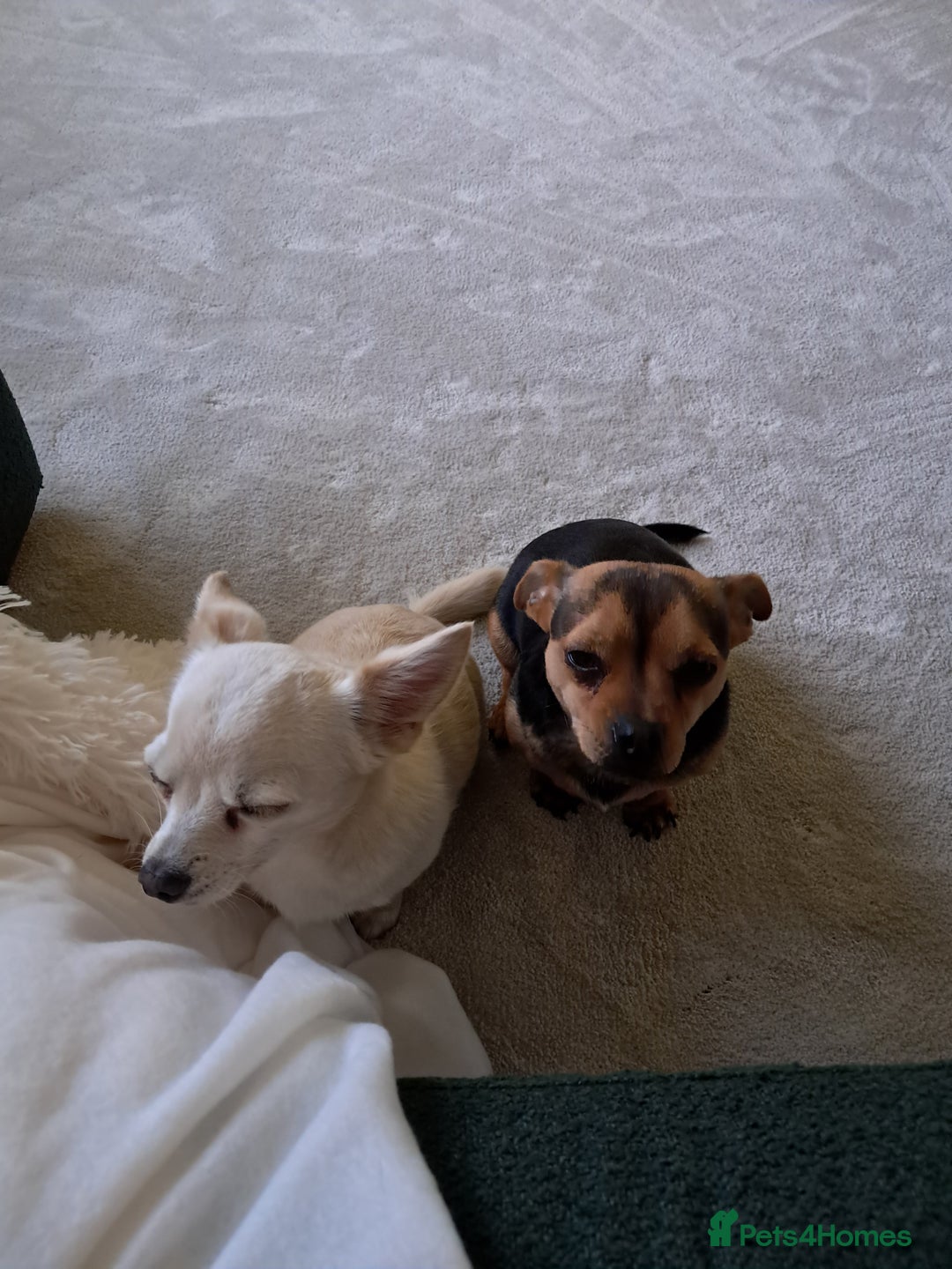 Mixed Breed dogs for sale: Jack Russell cross Dachshund - Advert 7