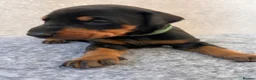 Dobermann dogs for sale: Outstanding Quality Dobermann puppies, KC REG - Advert 21