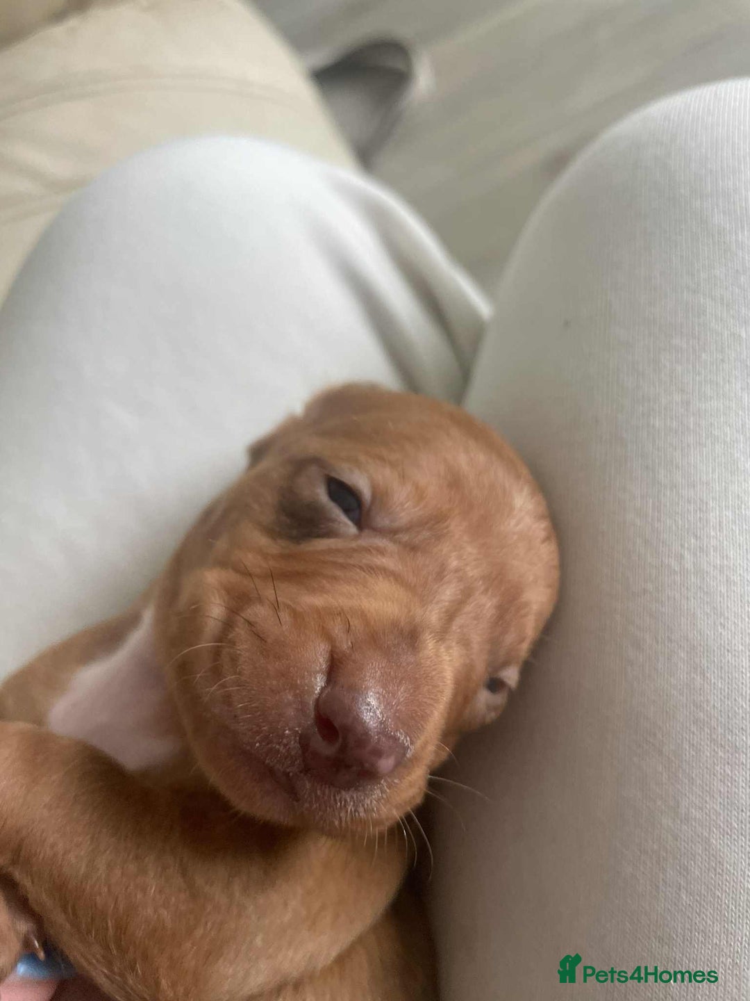 Dachshund dogs for sale: Dachshund tweenies for sale - Image 35