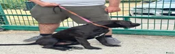 Cane Corso dogs for sale: 1 male 1 female cane  in Romford - Advert 19