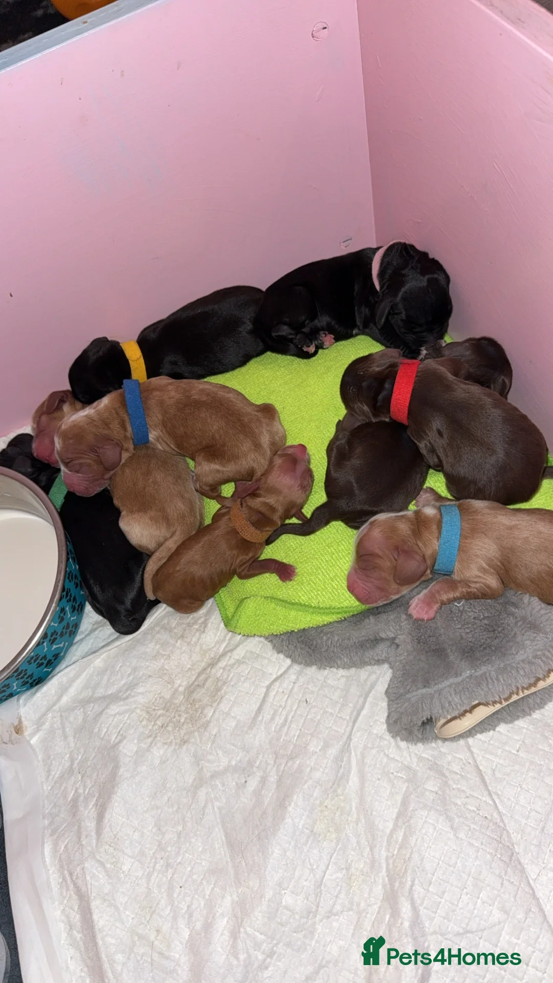 Cocker Spaniel dogs for stud: Proven Beautiful cocker stud available ❤️ in Barnsley - Advert 16