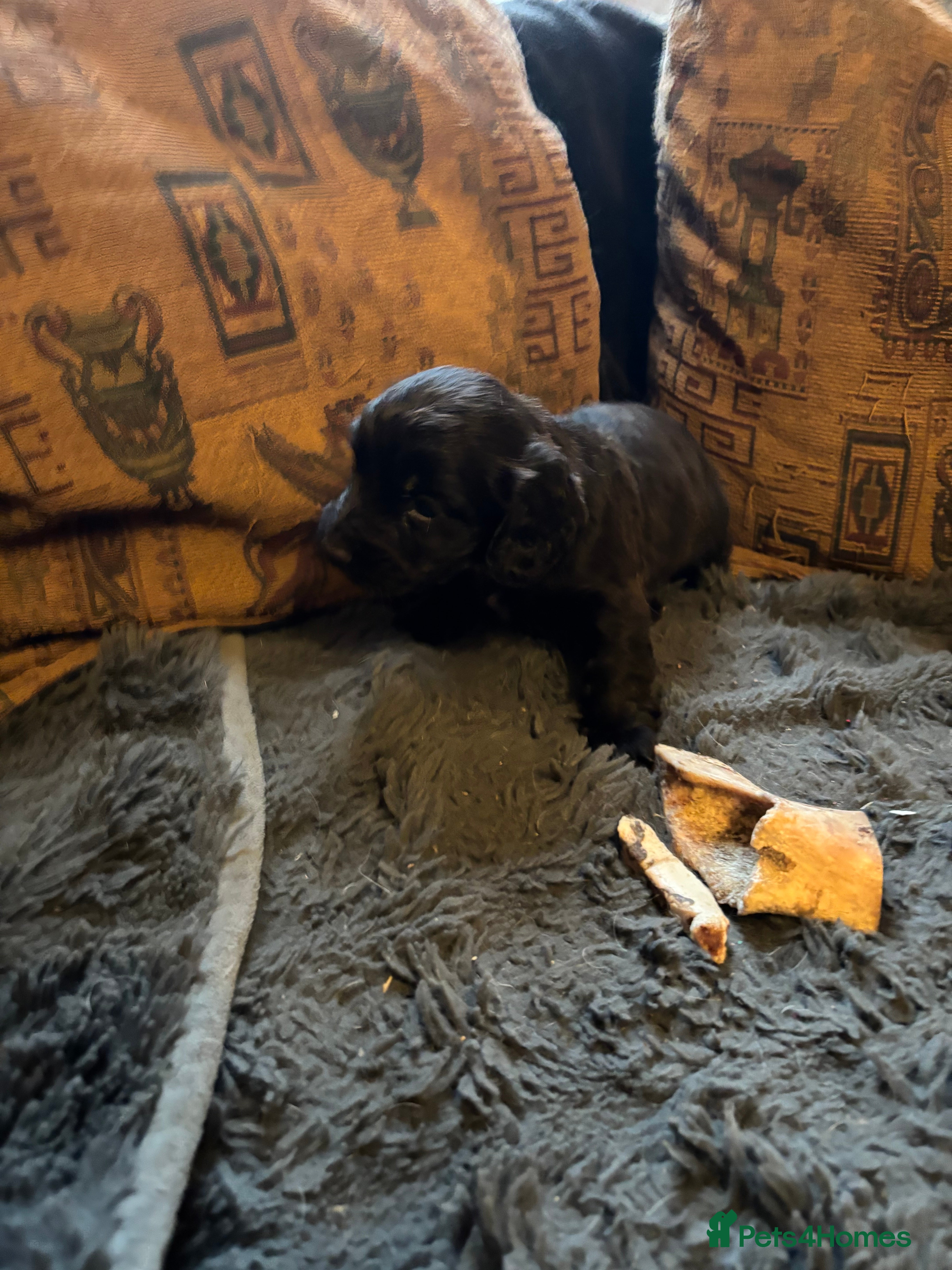 Cocker Spaniel dogs Cocker spaniel puppy - Advert 17