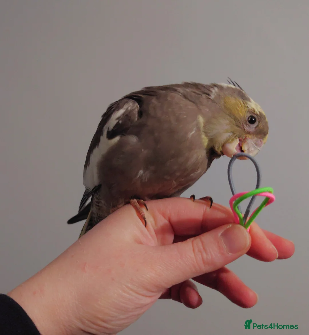 Cockatiels birds for sale: Hand reread silly tame DNA sexed baby cockatiels  - Advert 18