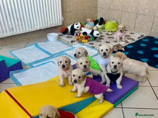 Golden Retriever dogs Exceptional Golden retriever puppies - Advert 1