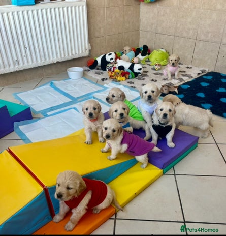 Golden Retriever dogs Exceptional Golden retriever puppies - Advert 7
