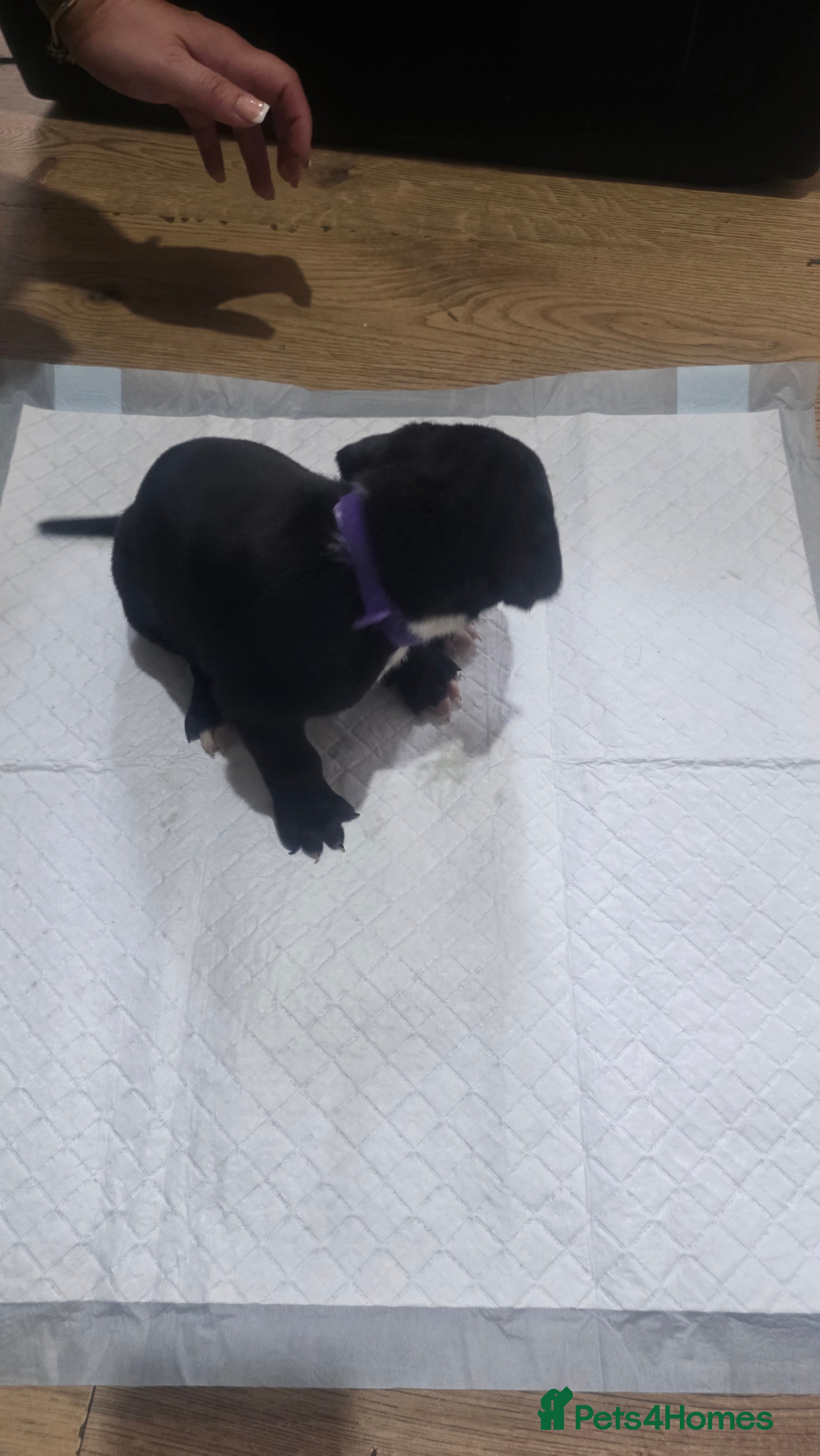 Mixed Breed dogs Pressa canario x American p bully pups  - Advert 2