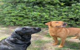 Labrador Retriever dogs for sale: **STUNNING KC LABRADOR PUPPIES**  - Image 7