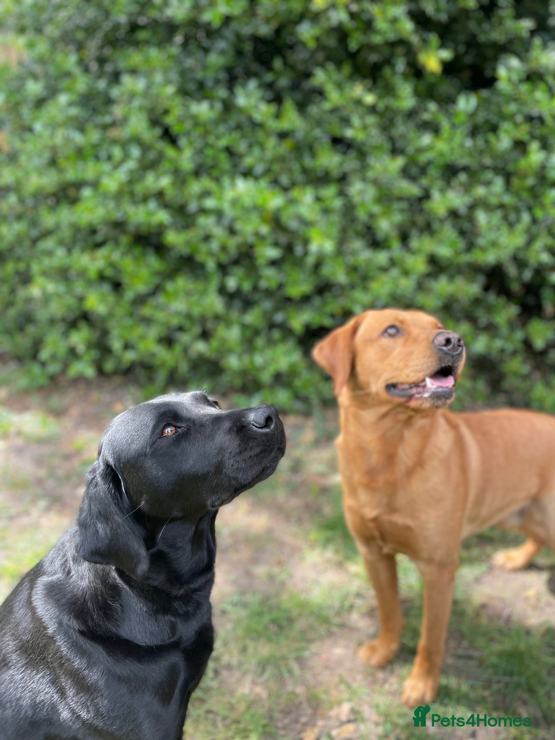 Labrador Retriever dogs for sale: **STUNNING KC LABRADOR PUPPIES**  - Image 7
