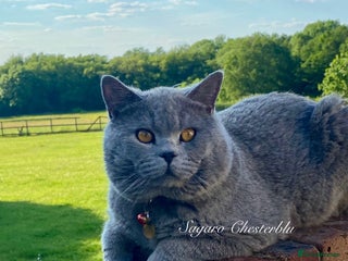 British Shorthair cats in Dartford - Advert 3