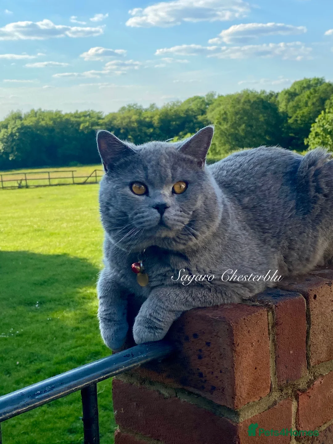 British Shorthair cats for stud: Proven Stud/Blood B/Choc carrier TICA/GCCF REG in Dartford - Advert 2