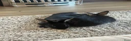 Mixed Breed rabbits for sale: 2 male rabbits  - Advert 1
