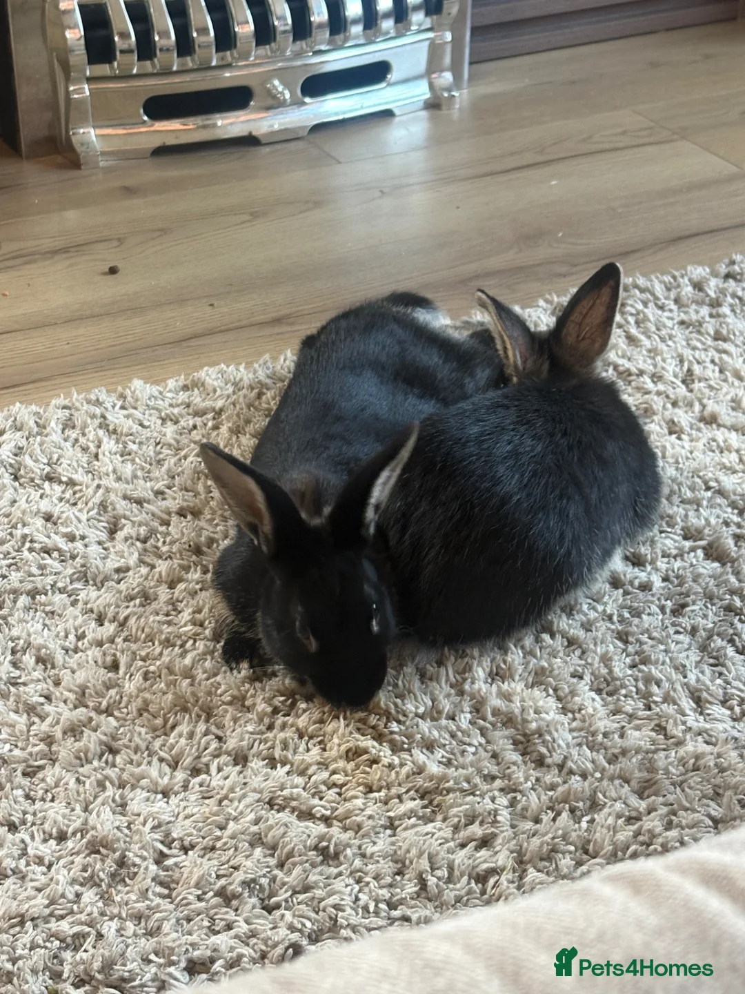 Mixed Breed rabbits for sale: 2 male rabbits  - Advert 1
