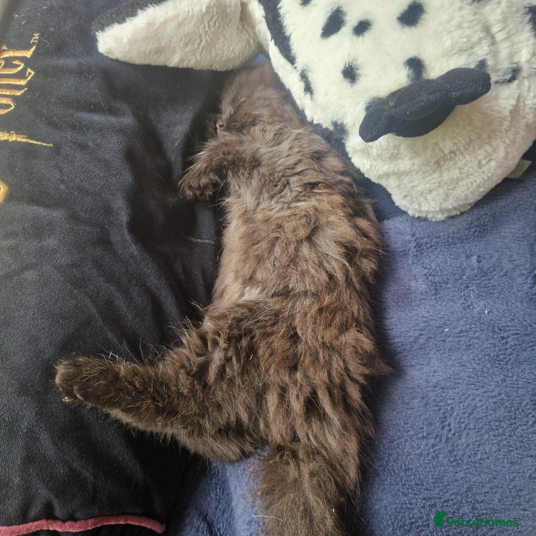 Mixed Breed cats for sale: Beautiful girl  - Image 4