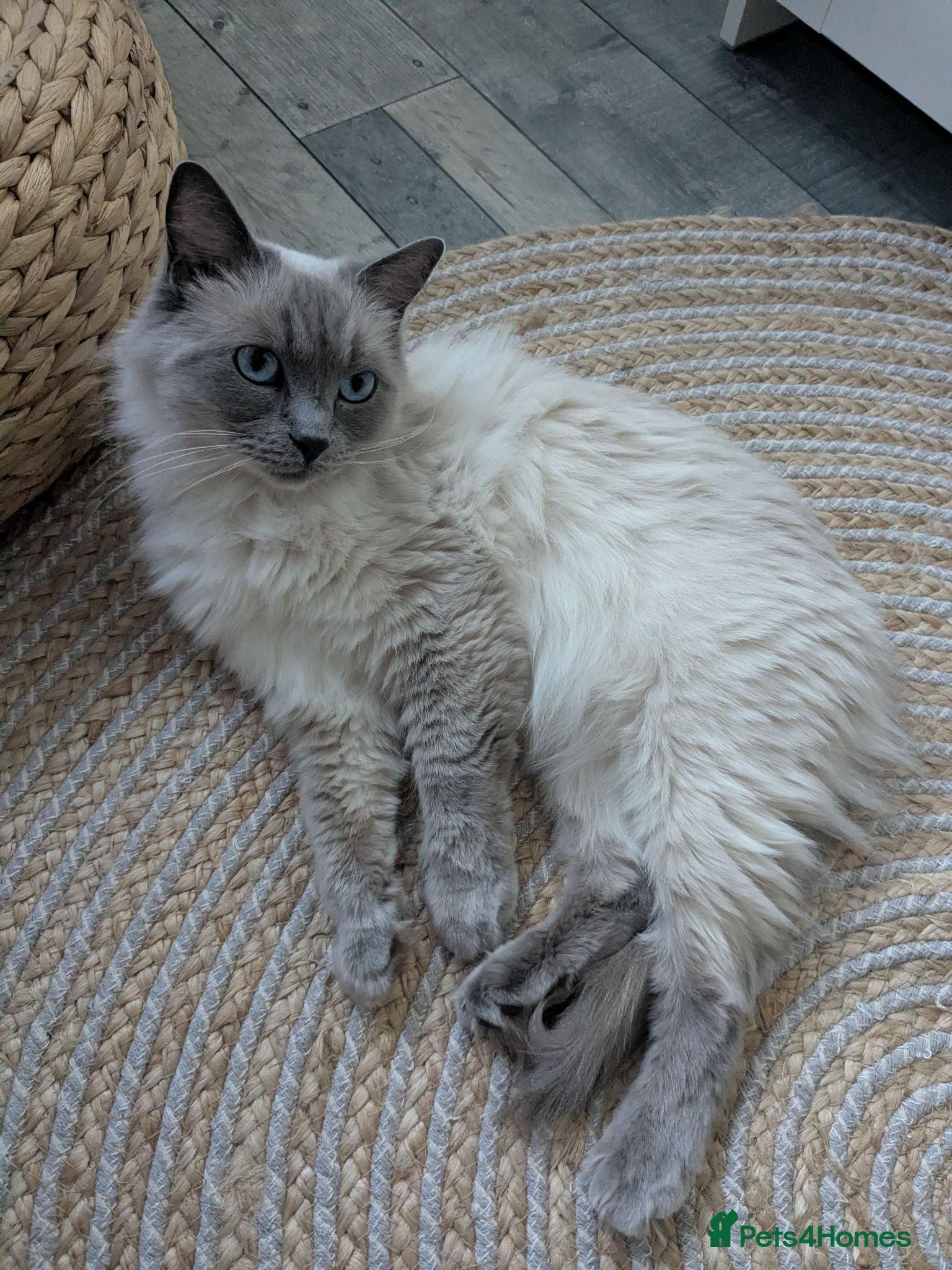 Ragdoll cats Gccf Active Female✨Championship status - Advert 1
