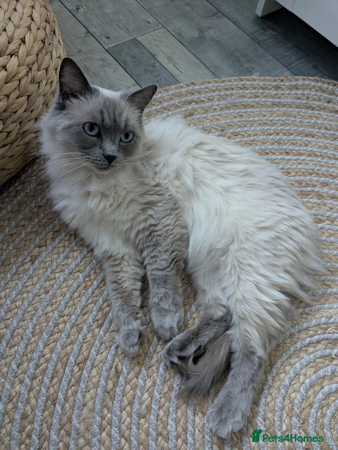 Ragdoll cats for sale: Gccf Active Female✨Championship status - Advert 1