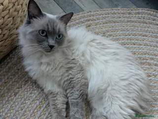 Ragdoll cats Gccf Active Female✨Championship status - Advert 4