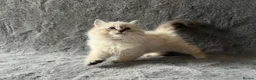 Siberian cats for sale: 🏆Championship Line Kittens. Dual Registered 🏆  - Advert 5