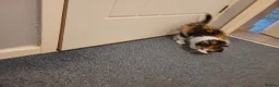 Mixed Breed cats for sale: Tortoiseshell/ calico fluffy  - Advert 6