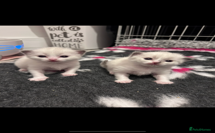 Ragdoll cats - Advert 2