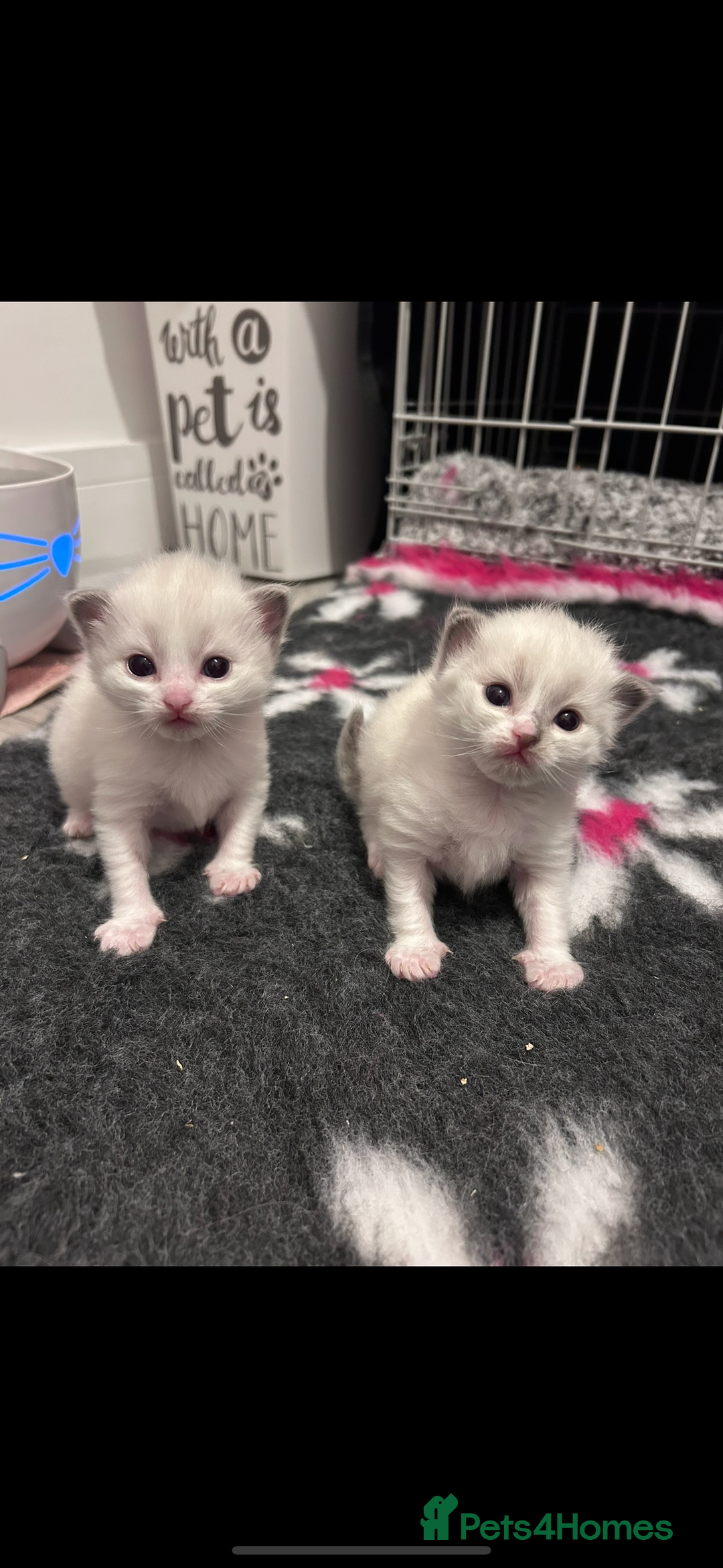 Ragdoll cats for sale: 2 female blue bicoloured ragdolls for sale🤍 - Image 1