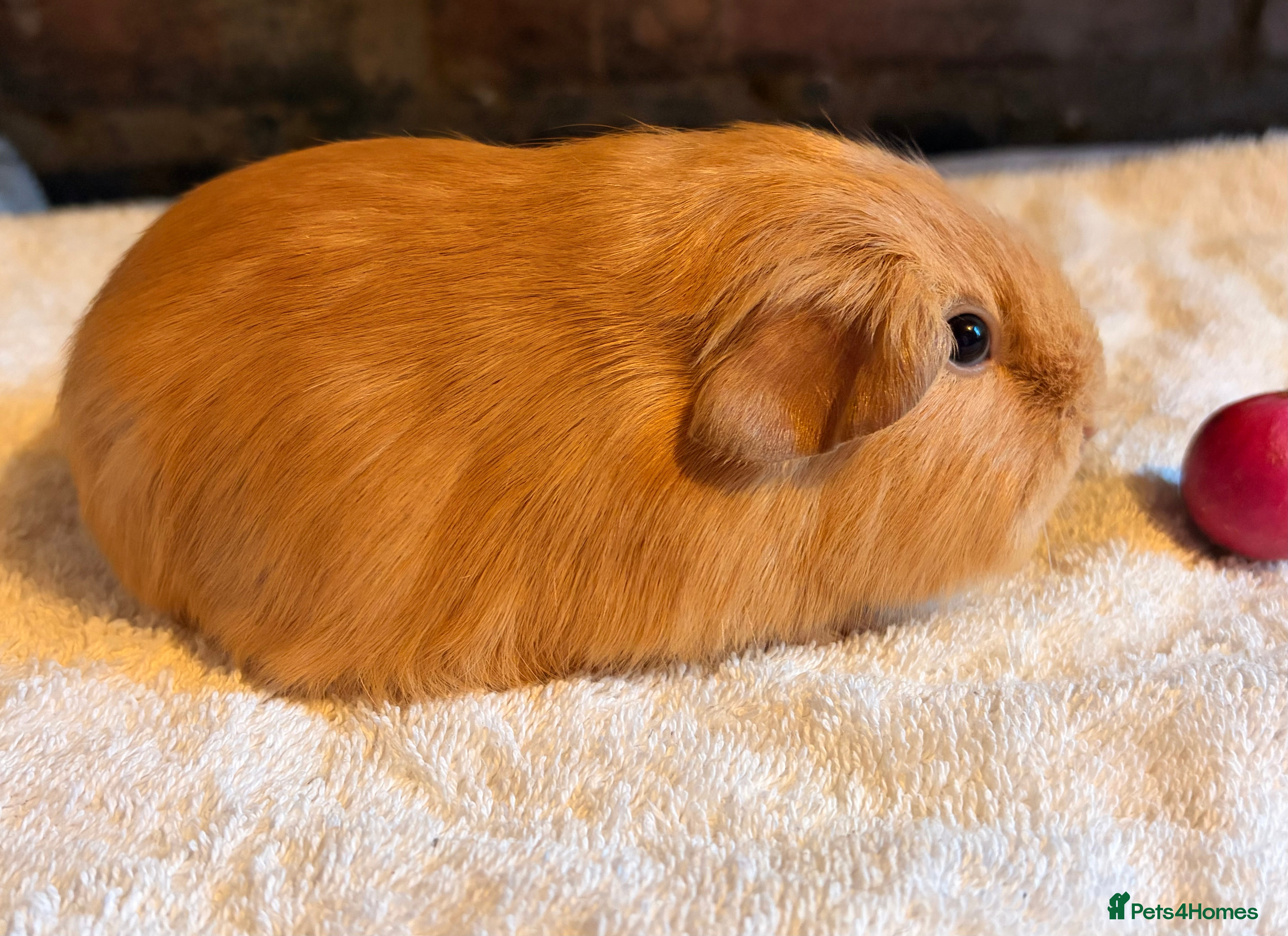 Guinea Pig rodents Beautiful Purebred Buff Guinea Pigs - Advert 6