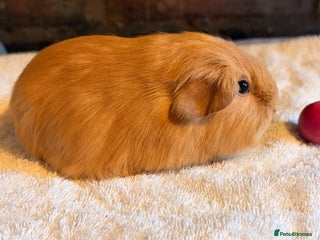 Guinea Pig rodents Beautiful Purebred Buff Guinea Pigs - Advert 2