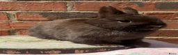 Netherland Dwarf rabbits for sale: 8 months old chocolate self Netherland  female  - Advert 3