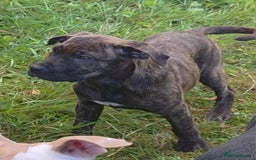 Mixed Breed dogs for sale: Cane Corso/Presa Canario Molloser dogs  - Image 5