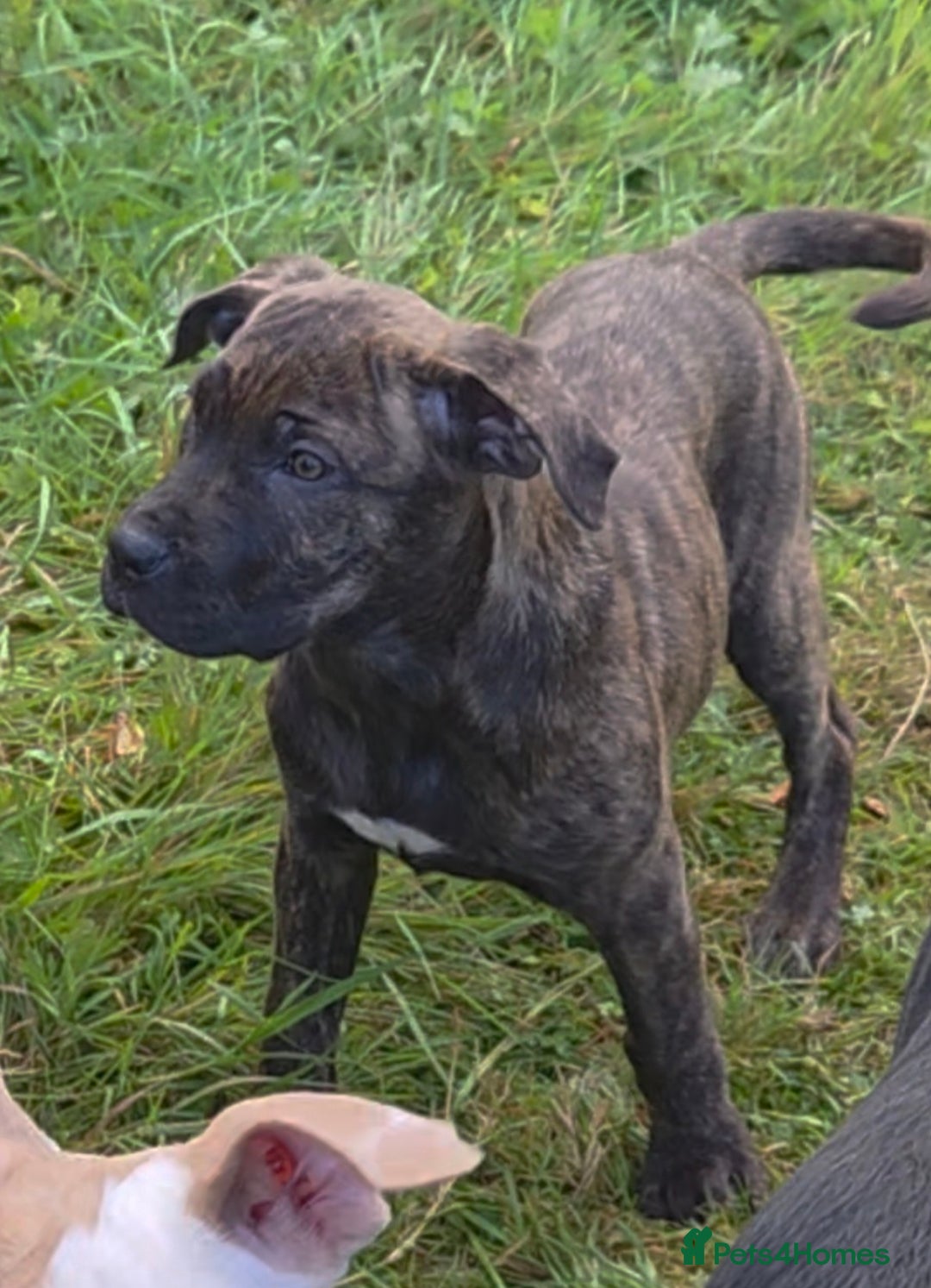 Mixed Breed dogs for sale: Cane Corso/Presa Canario Molloser dogs  - Image 5