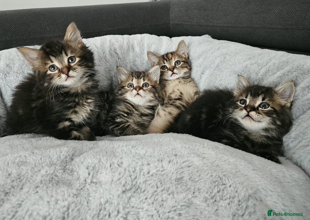 Mixed Breed cats for sale: MaineCoon x Ragdoll kittens - Advert 1