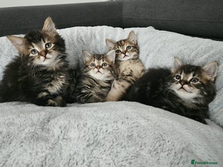 Mixed Breed cats MaineCoon x Ragdoll kittens - Advert 2