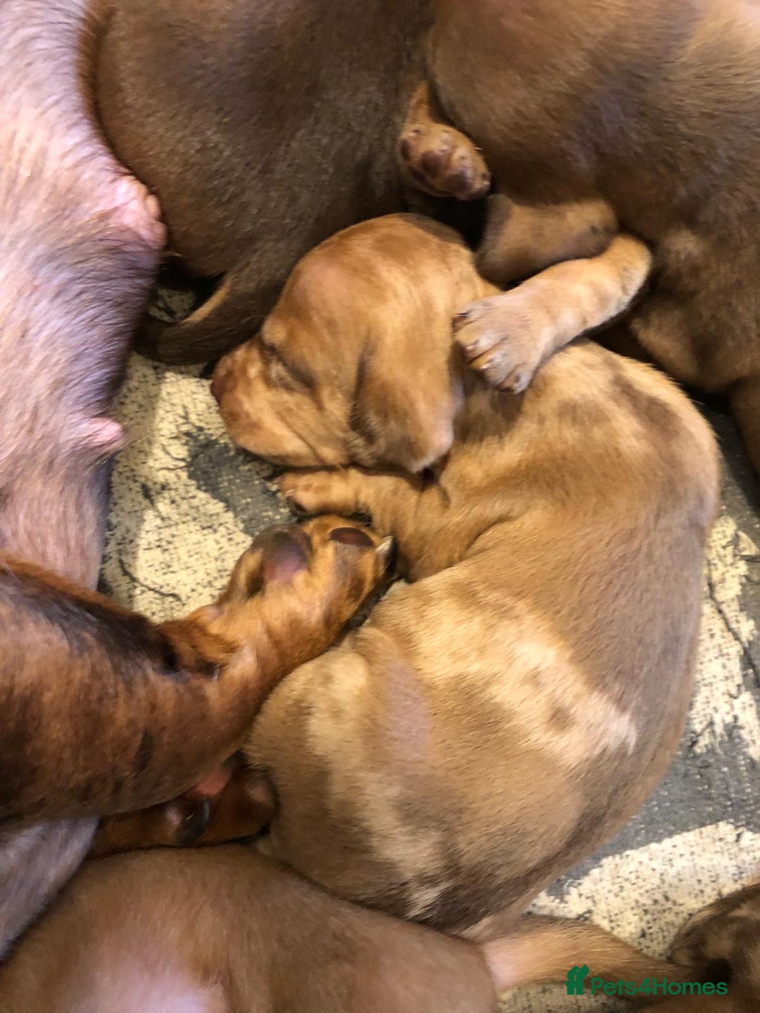 Miniature Dachshund dogs for sale: Smooth Miniature Daschund puppies  - Advert 19